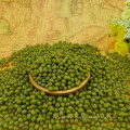 Hot sale!Small green mung bean,2.8-4.0mm types,best qualtiy